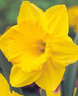 Нарцис (Narcissus) Carlton